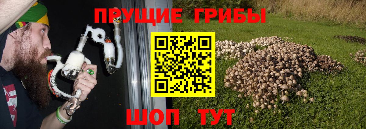 Галлюциногенные грибы Magic Shrooms Кингисепп